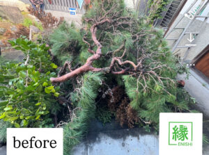 「犬山市の住宅庭で、大きな松の木が伐採された後に庭を塞いでいる状態の様子